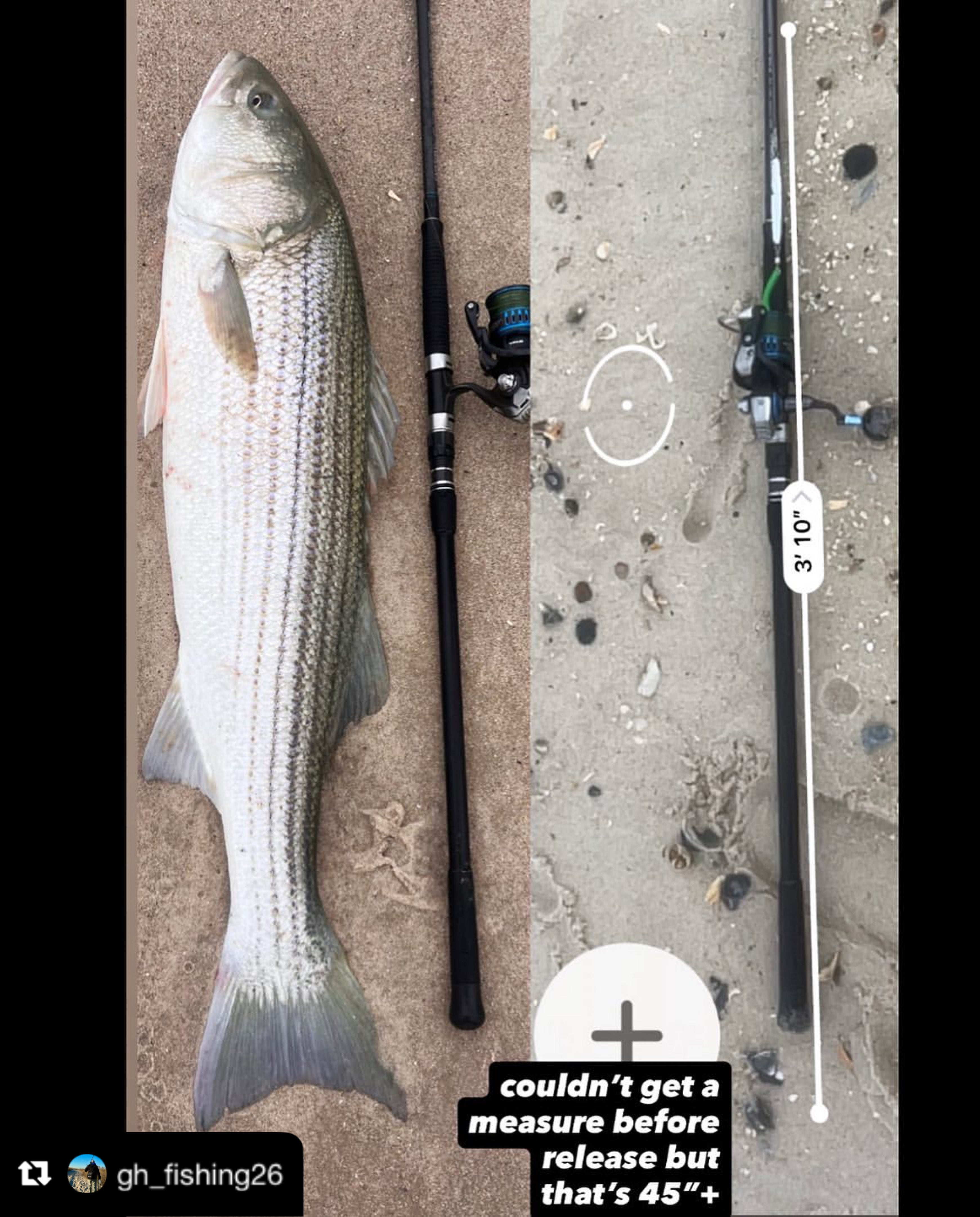 12 feet fishing pole 12', 13' Surf II Heavy Conventional Rods – Black Hole USA